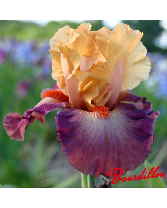 Iris : Rio