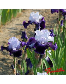 Iris : Rivière Pourpre