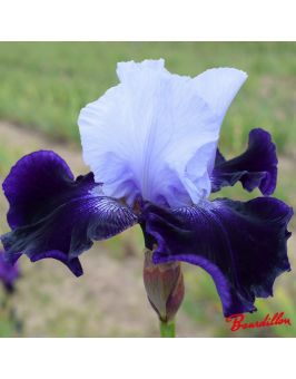 Iris : Rivière Pourpre