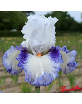 Iris : Romantico