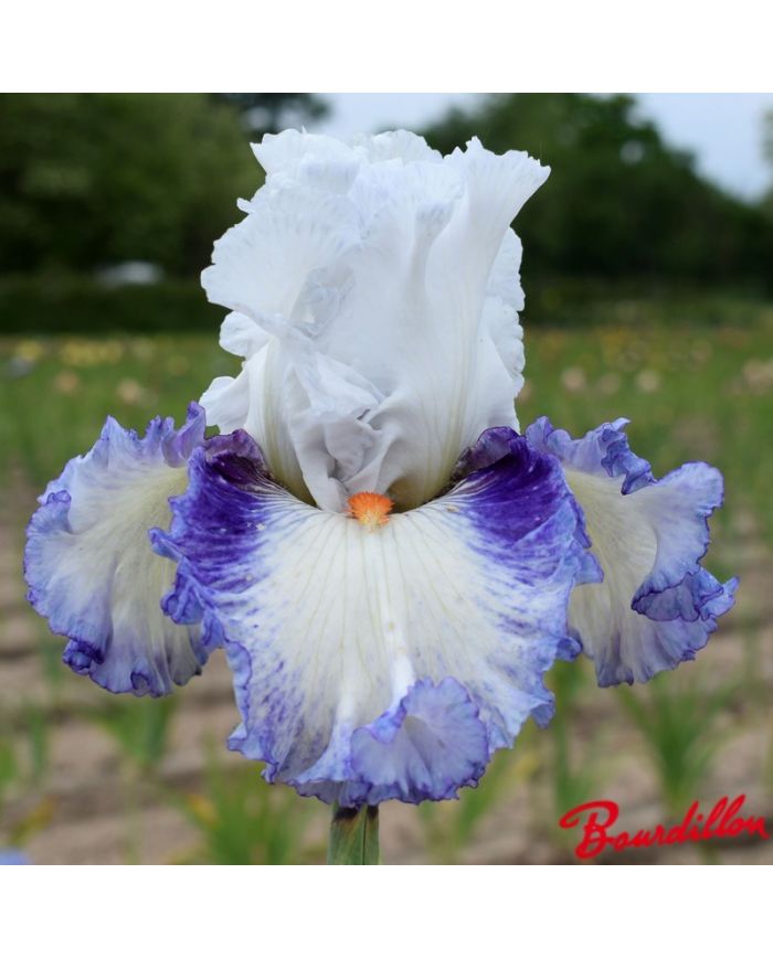 Iris : Romantico