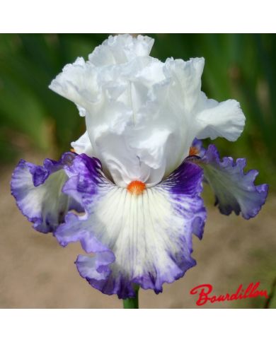 Iris : Romantico