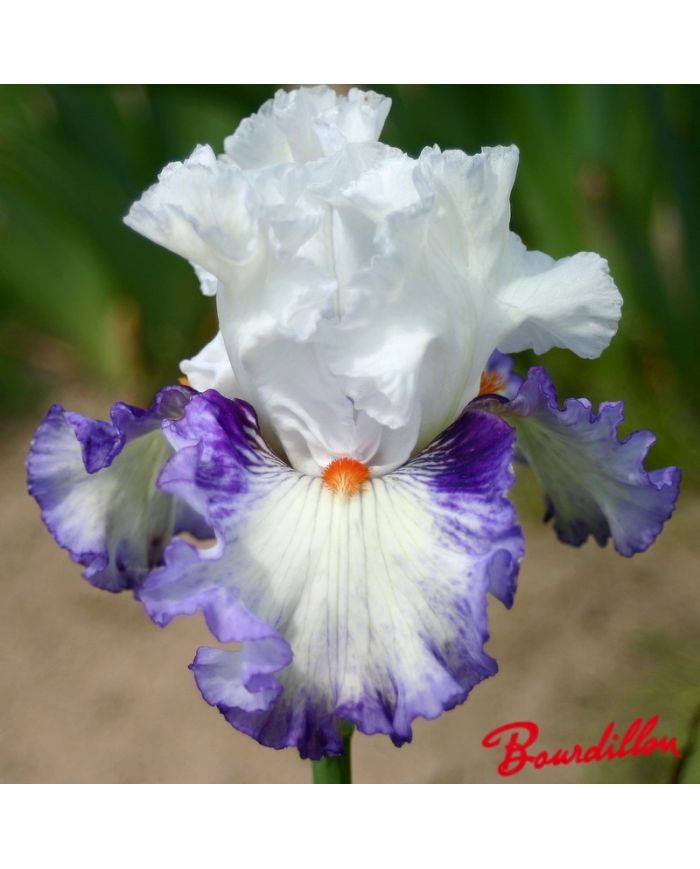 Iris : Romantico