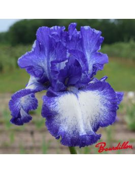 Iris : Royal Estate