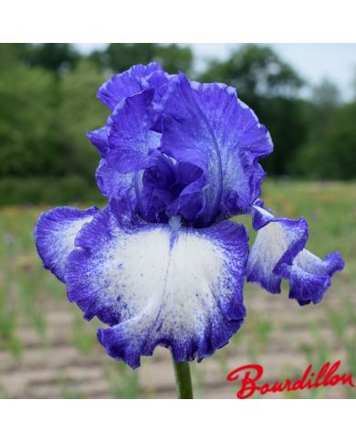 Iris : Royal Estate