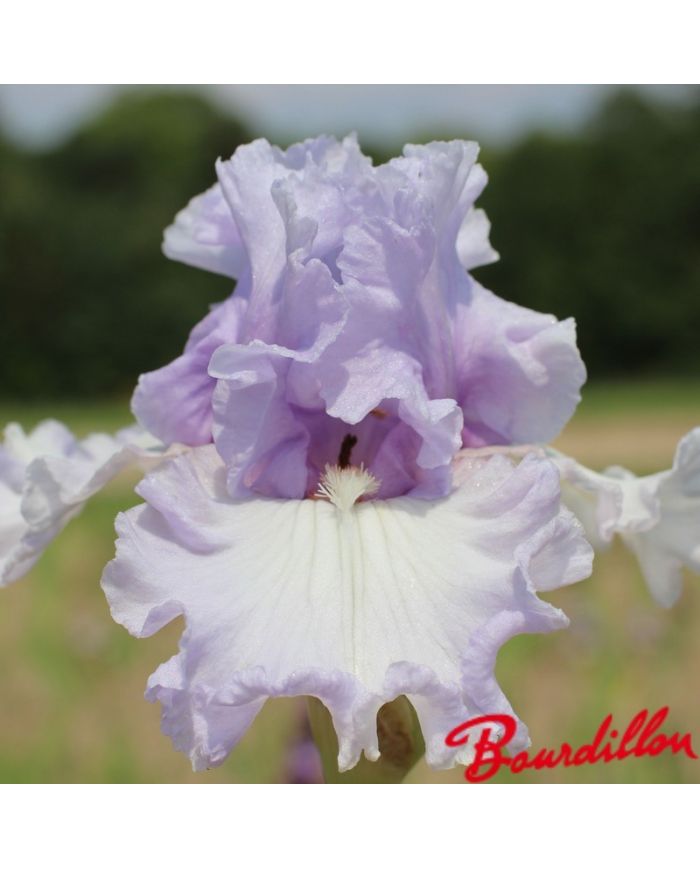 Iris : Royal Sterling