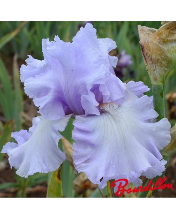 Iris : Royal Sterling