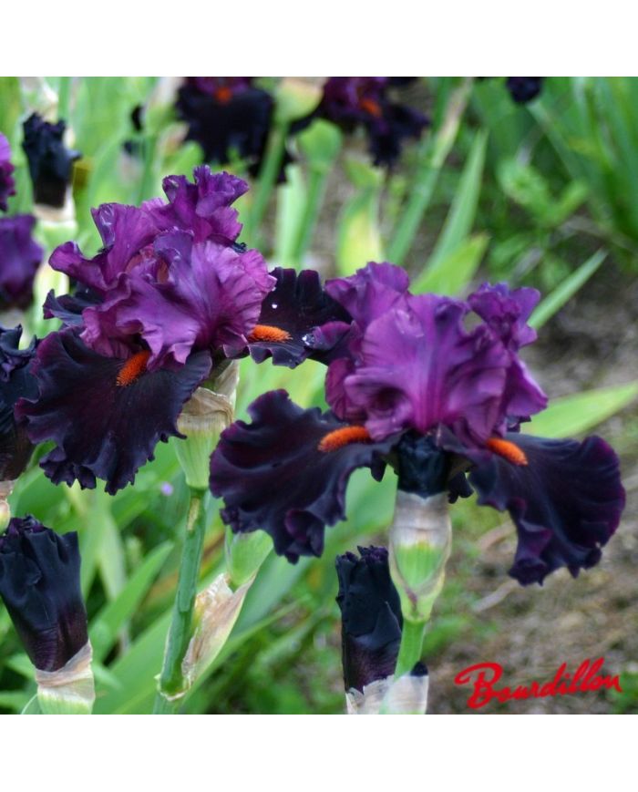 Iris : Saturn