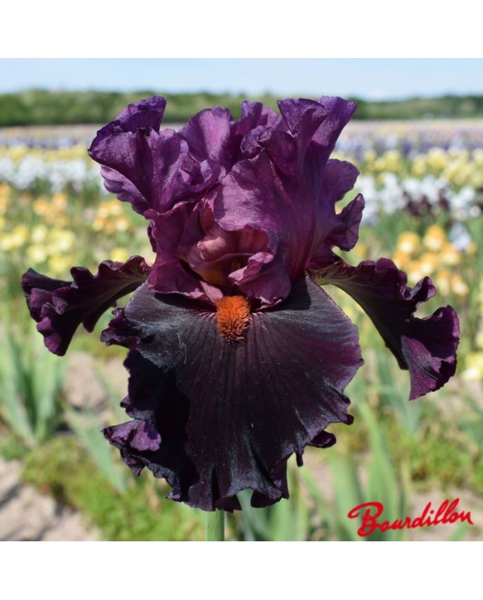 Iris : Saturn