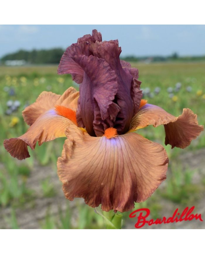 Iris : Safari Sunset