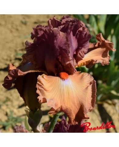 Iris : Safari Sunset