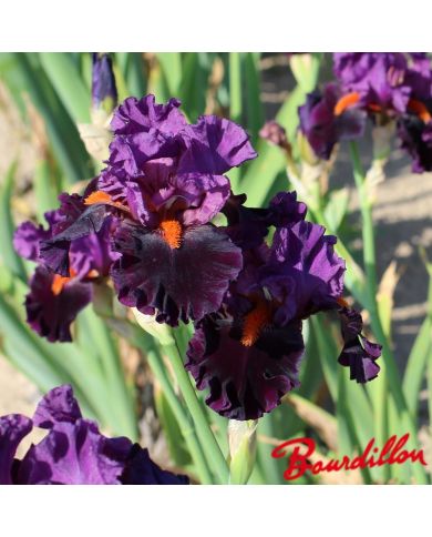 Iris : Sharp Dressed Man