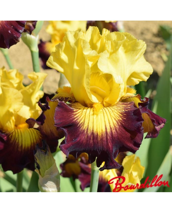 Iris : Snapshot