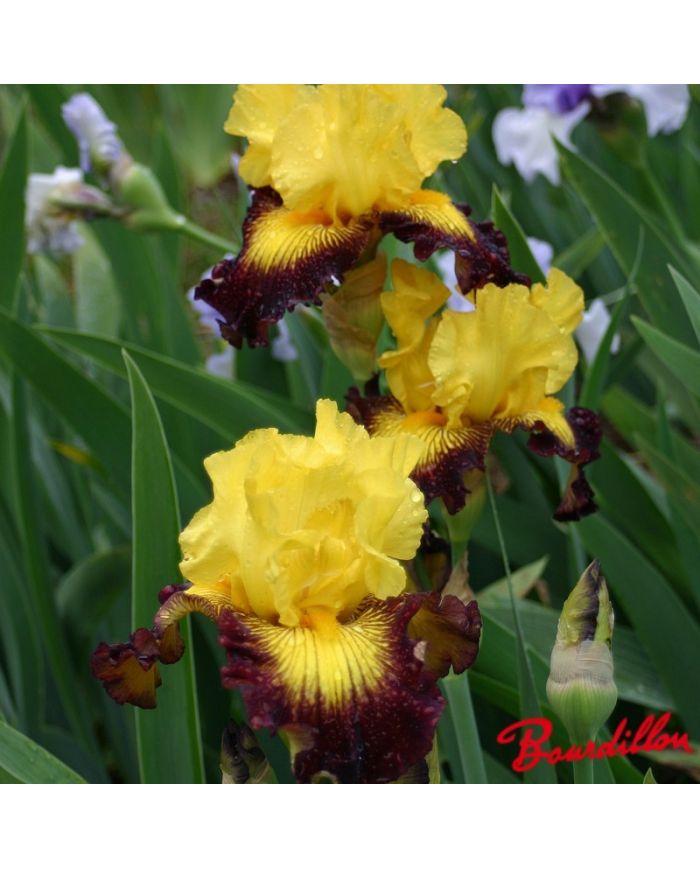 Iris : Snapshot