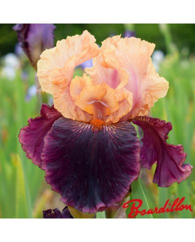 Iris : Sopra In Vulcano