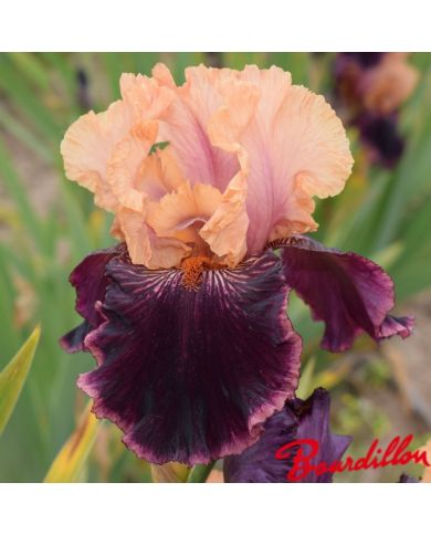 Iris : Sopra In Vulcano