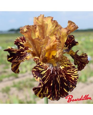 Iris : Spiced Tiger