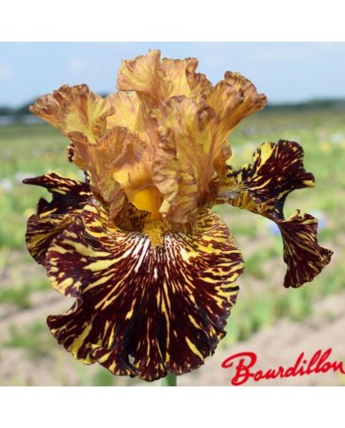 Iris : Spiced Tiger