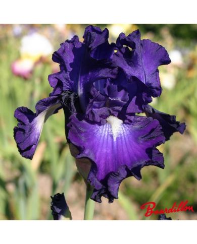 Iris : Spot
