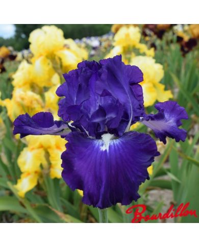 Iris : Spot