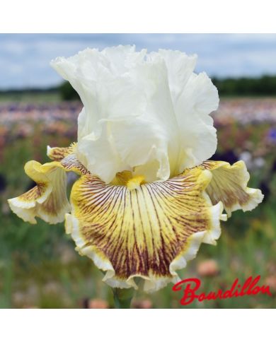 Iris : Spring  Madness