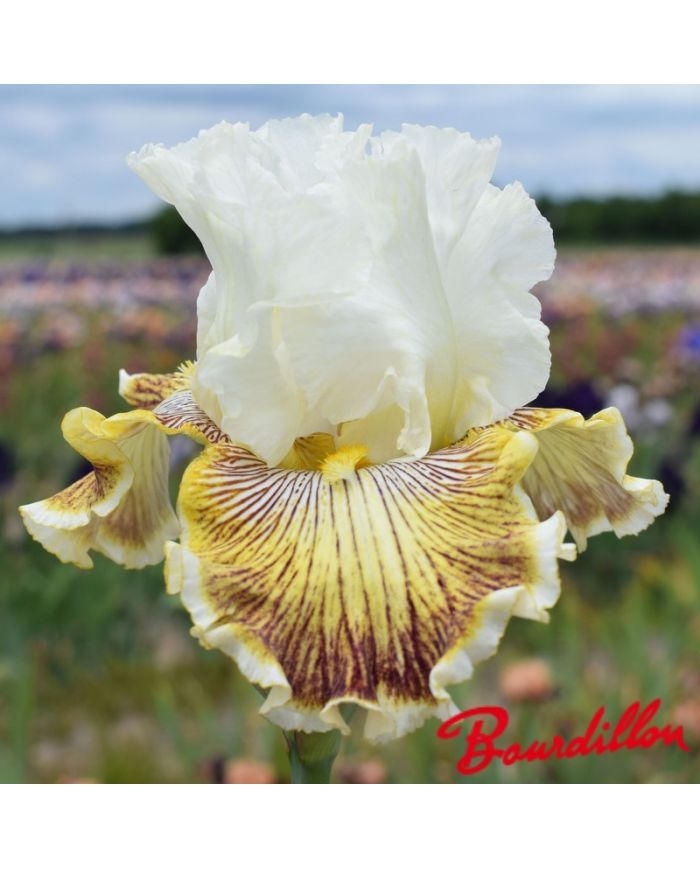 Iris : Spring  Madness
