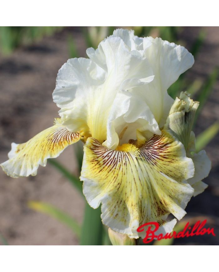 Iris : Spring  Madness