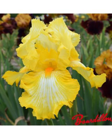 Iris : Sunkist  Meadows
