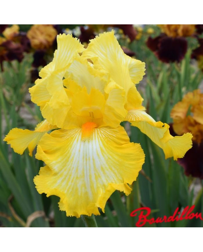 Iris : Sunkist  Meadows