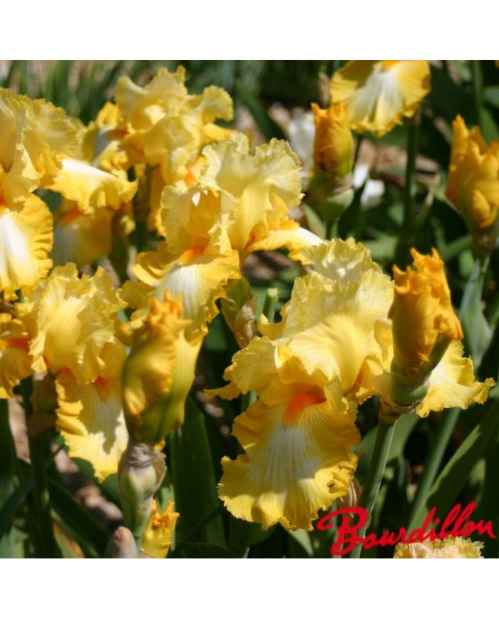 Iris : Sunkist  Meadows