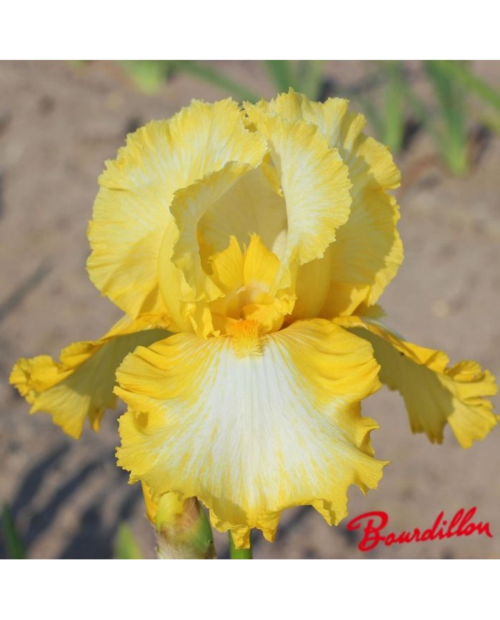 Iris : Sunkist  Meadows