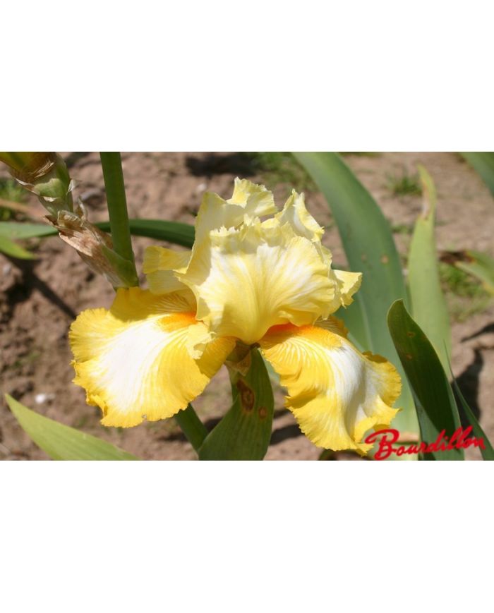 Iris : Sunkist  Meadows