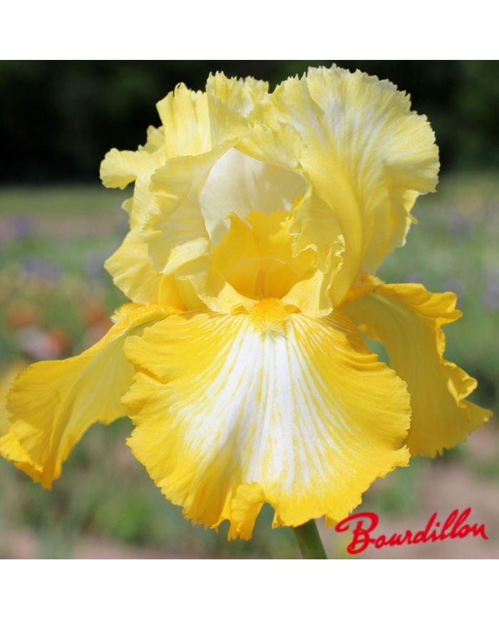 Iris : Sunkist  Meadows
