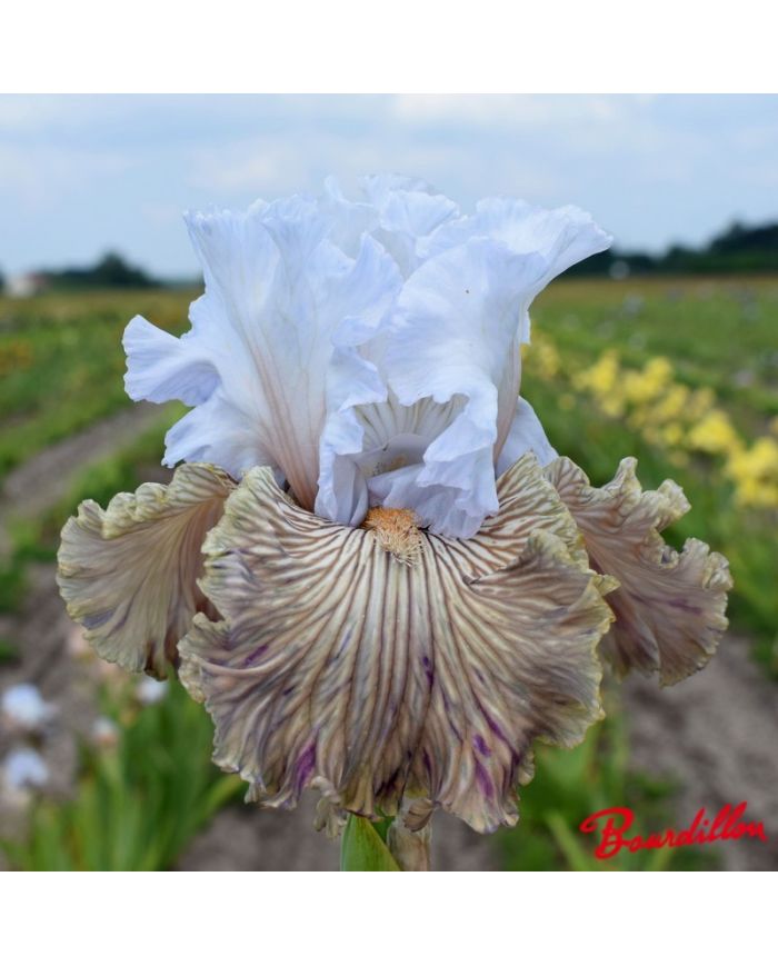 Iris : Tango Amigo