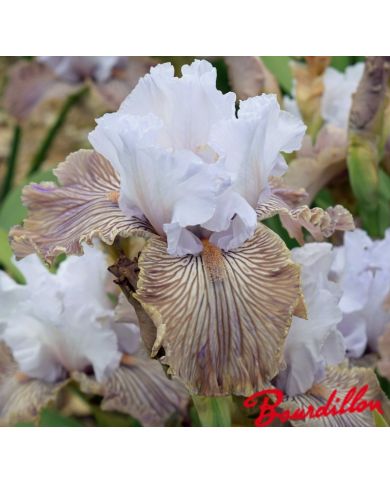 Iris : Tango Amigo