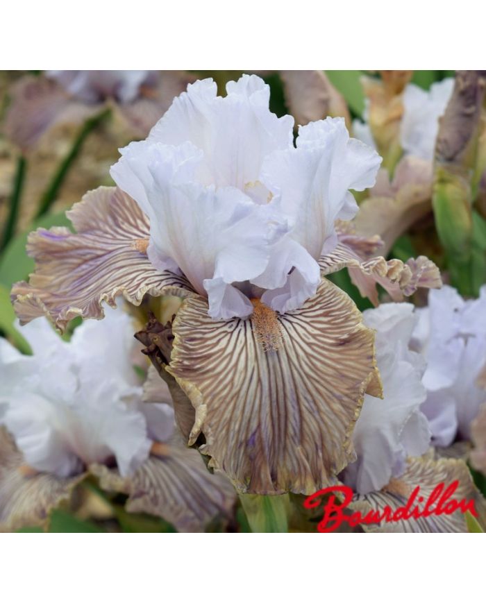Iris : Tango Amigo
