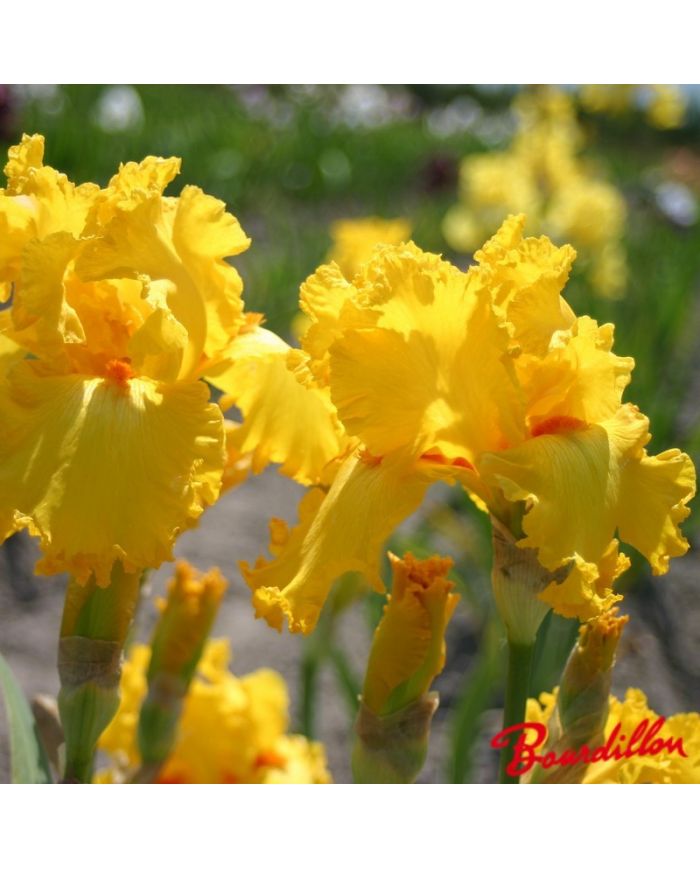 Iris : Throb