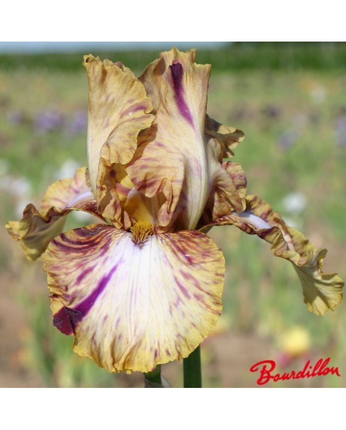 Iris : Toucan Tango