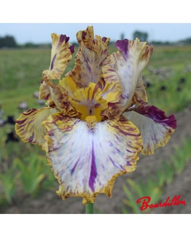 Iris : Toucan Tango