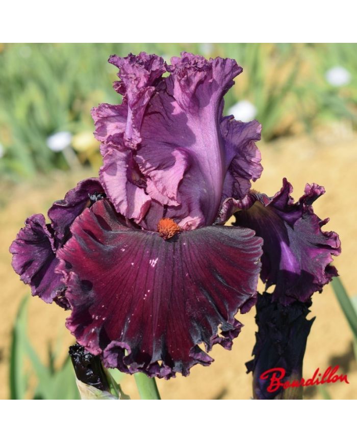 Iris : Up In Flames