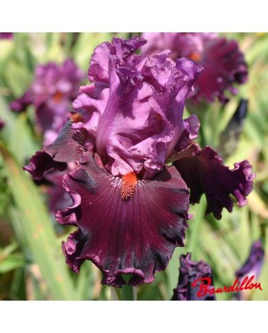 Iris : Up In Flames