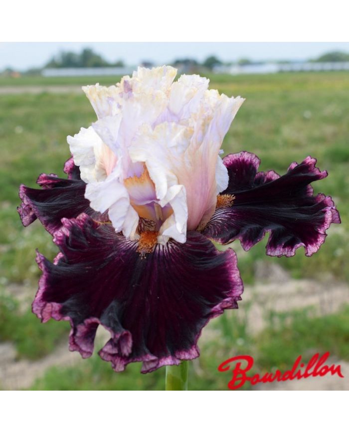 Iris : Vanilla Berry