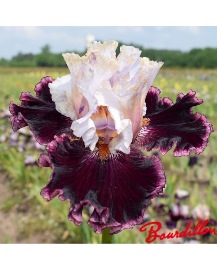 Iris : Vanilla Berry