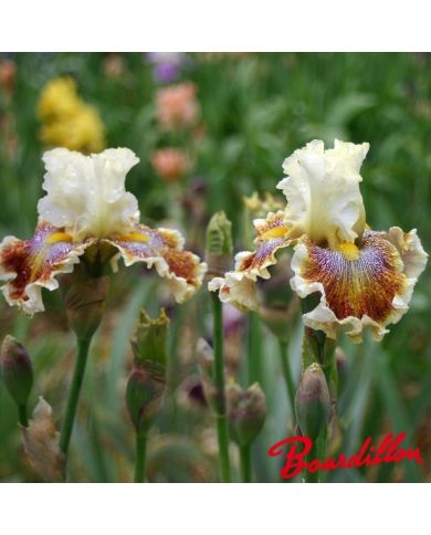 Iris : Wonders Never Cease