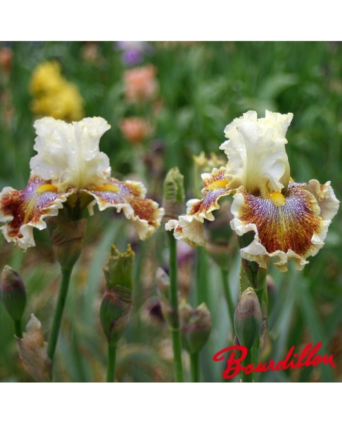 Iris : Wonders Never Cease
