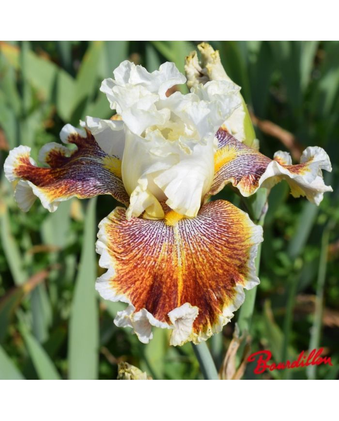 Iris : Wonders Never Cease