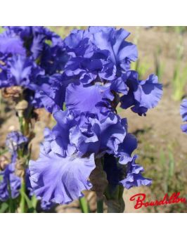 Iris : Yaquina Blue