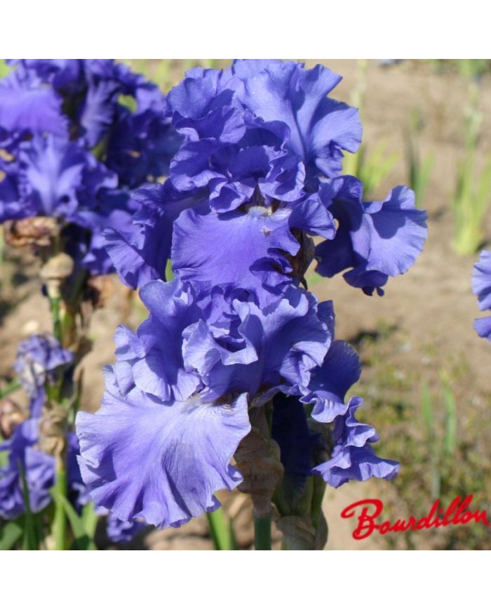 Iris : Yaquina Blue