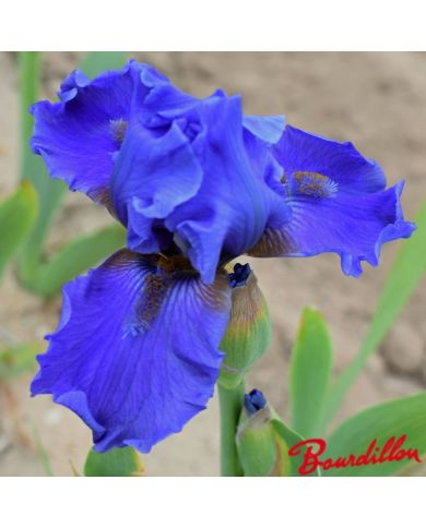 Iris : Aqua Taj