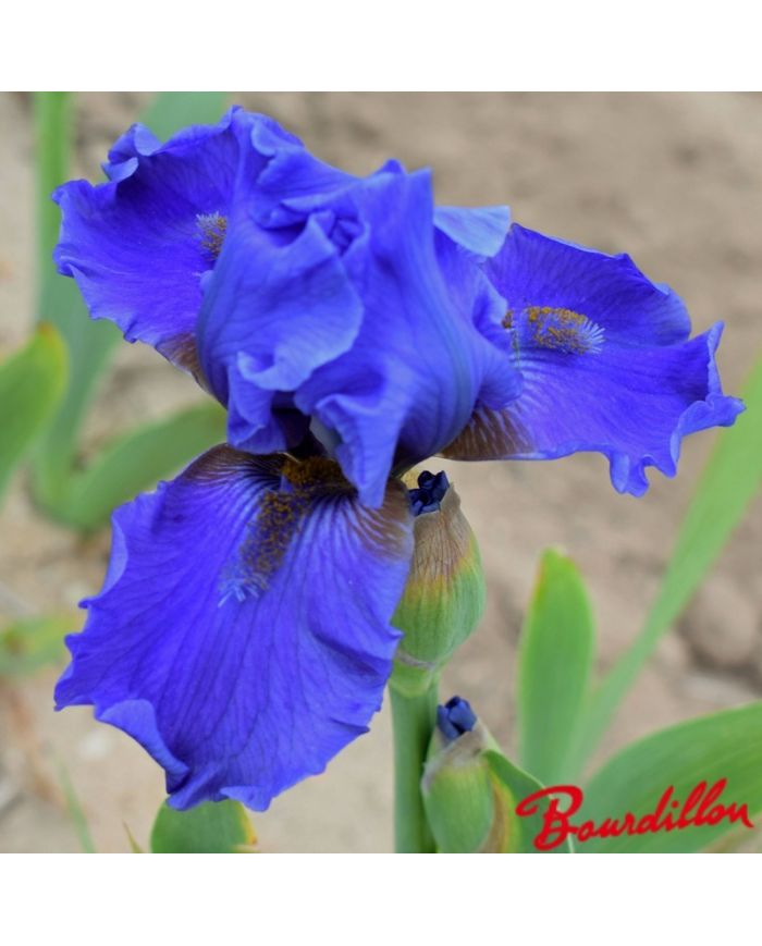 Iris : Aqua Taj